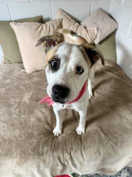 Terrier Dogs Available for Adoption in San Leon, Texas - Lilah | PetCurious