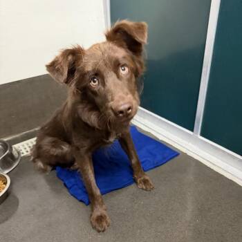 Rolo -  Chocolate Labrador Retriever and Mixed Breed Dog for Adoption in Idaho Falls, Idaho - Rolo | PetCurious