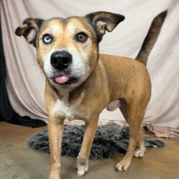 Neno -  Mixed Breed Dog for Adoption in Defuniak Springs, Florida - Neno | PetCurious