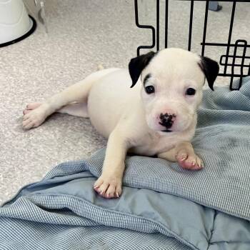 Sausage 0987 -  American Bulldog and Mixed Breed Dog for Adoption in Loxahatchee Groves, Florida - Sausage 0987 | PetCurious
