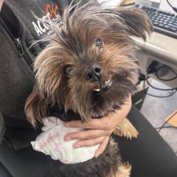 Yorkshire Terrier Dogs Available for Adoption in Philadelphia, Pennsylvania - Max Mini | PetCurious