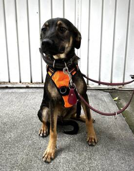 ANGELO -  German Shepherd Dog and Labrador Retriever Dog for Adoption in Langley Township, British Columbia - ANGELO | PetCurious