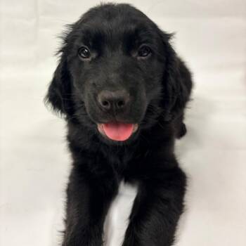 1163 (2026) -  Goldendoodle and Mixed Breed Dog for Adoption in Parker, Colorado - 1163 (2026) | PetCurious