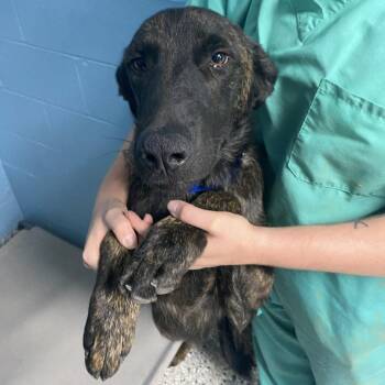 Rocky -  Dutch Shepherd and Mixed Breed Dog for Adoption in Hattiesburg, Mississippi - Rocky | PetCurious