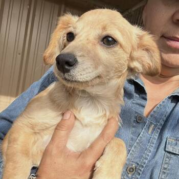 Meyer -  Chiweenie Dog for Adoption in Sealy, Texas - Meyer | PetCurious