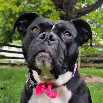 Wednesday -  Pit Bull Terrier Dog for Adoption in Richmond, Virginia - Wednesday | PetCurious