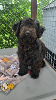 Oakley -  Poodle and Golden Retriever Dog for Adoption in Canyon Lake, Texas - Oakley | PetCurious