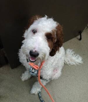Standard Poodle and Mixed Breed Dogs Available for Adoption in Palm Coast, Florida - Harley | PetCurious