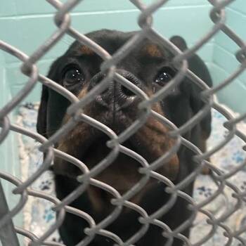 Kita -  Rottweiler Dog for Adoption in Port Charlotte, Florida - Kita | PetCurious