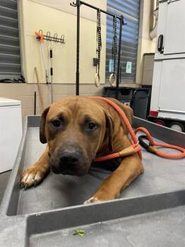 Pit Bull Terrier and Mixed Breed Dogs Available for Adoption in San Jose, California - TEDDY | PetCurious