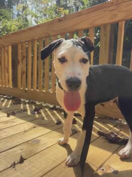 Rescue American Bulldog Dogs for Adoption in Troy, Alabama - Oreo | PetCurious