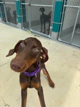 GRAPE -  Doberman Pinscher and Mixed Breed Dog for Adoption in Leesburg, Virginia - GRAPE | PetCurious