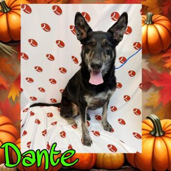 Rescue German Shepherd Dog Dogs for Adoption in Royse City, Texas - Dante | PetCurious