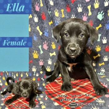 Shepherd Dogs Available for Adoption in Manchester, Connecticut - Ella 1 | PetCurious