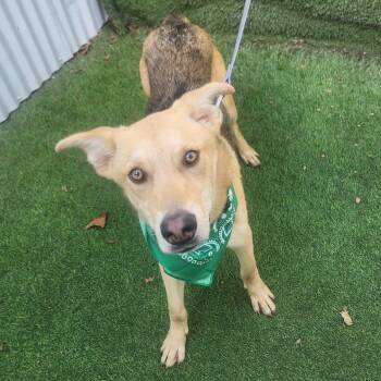 German Shepherd Dog Dogs Available for Adoption - Teddy | PetCurious