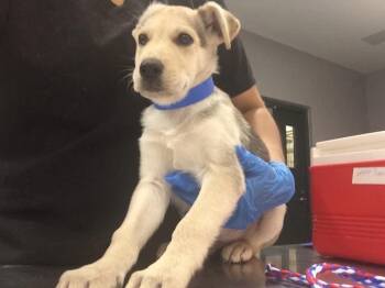 A1935485 -  German Shepherd Dog Dog for Adoption in Thousand Palms, California - A1935485 | PetCurious