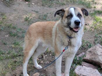 Rambo -  Shepherd and Saint Bernard Dog for Adoption in Littleton, Colorado - Rambo | PetCurious