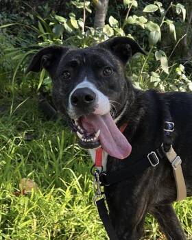 Pit Bull Terrier and Mixed Breed Dogs Available for Adoption in Alameda, California - SPUDZ | PetCurious