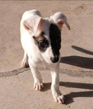 Carmen -  Spaniel and Smooth Fox Terrier Dog for Adoption in Thompson Falls, Montana - Carmen | PetCurious