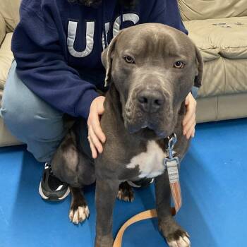 Cane Corso and Dogo Argentino Dogs Available for Adoption in Toronto, Ontario - KANE | PetCurious
