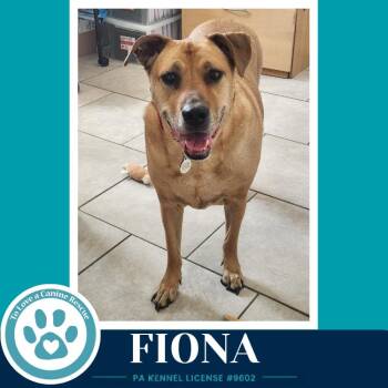 Fiona -  Labrador Retriever Dog for Adoption in Kimberton, Pennsylvania - Fiona | PetCurious