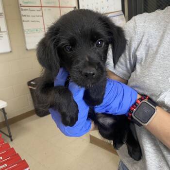 Blaze -  Terrier and Black Labrador Retriever Dog for Adoption in Jacksboro, Tennessee - Blaze | PetCurious