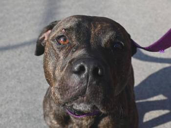 Roux -  Pit Bull Terrier Dog for Adoption in Portland, Oregon - Roux | PetCurious
