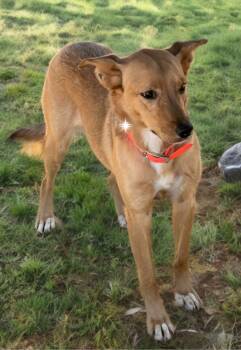 Sadie* -  Labrador Retriever Dog for Adoption in Kingman, Arizona - Sadie* | PetCurious