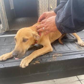 Scarlett -  Mixed Breed Dog for Adoption in West Palm Beach, Florida - Scarlett | PetCurious