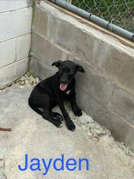 Jayden -  Labrador Retriever and Mixed Breed Dog for Adoption in Zimmerman, Minnesota - Jayden | PetCurious