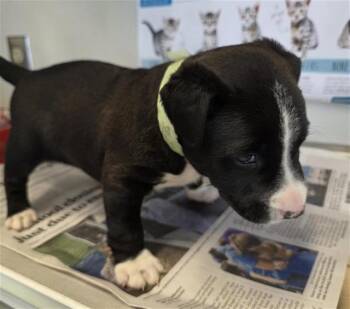 American Staffordshire Terrier Dogs Available for Adoption in San Antonio, Texas - JOYEUX | PetCurious
