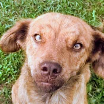 Kayla (20260919-03) -  Labrador Retriever Dog for Adoption in Niagara Falls, Ontario - Kayla (20260919-03) | PetCurious