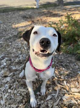 Rescue Pit Bull Terrier Dogs for Adoption in Austin, Texas - Polly | PetCurious