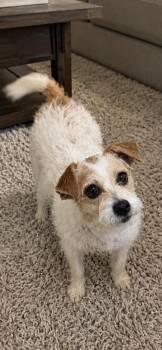 Carmen -  Jack Russell Terrier Dog for Adoption in Tifton, Georgia - Carmen | PetCurious