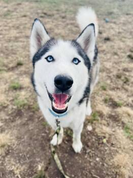Rescue Siberian Husky Dogs for Adoption in Lindenhurst, New York - 25-466 Bookie | PetCurious