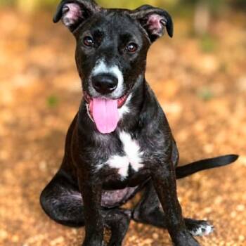Daisy -  Labrador Retriever and Pit Bull Terrier Dog for Adoption in Wadena, Minnesota - Daisy | PetCurious