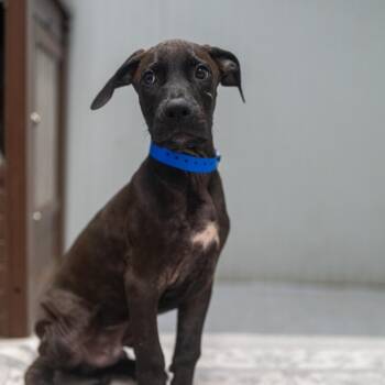 Rusty -  Terrier and Mixed Breed Dog for Adoption in Pawling, New York - Rusty | PetCurious