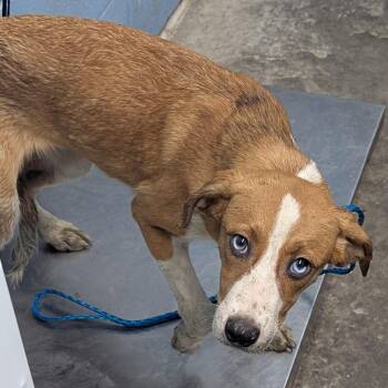 Hazie -  Hound and Australian Shepherd Dog Available for Adoption in Evansville, Indiana - Hazie | PetCurious