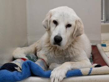 Rescue Great Pyrenees Dogs for Adoption in Portland, Oregon - Eggette | PetCurious