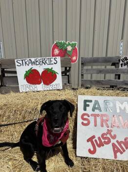 Oscar -  Labrador Retriever and Cane Corso Dog for Adoption in Grand Rapids, Michigan - Oscar | PetCurious