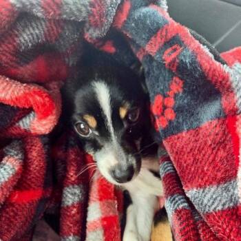 Rat Terrier Dogs Available for Adoption - Charlie | PetCurious
