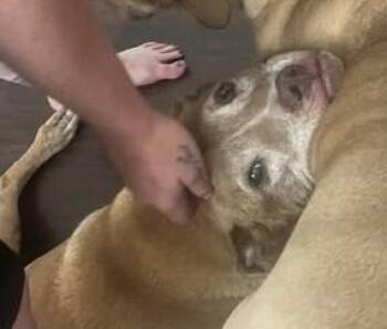 Rescue Pit Bull Terrier Dogs for Adoption in Chino Valley, Arizona - Brutus | PetCurious