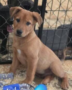 Labrador Retriever Dogs Available for Adoption in Parker, Colorado - Ryland | PetCurious