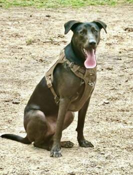 Doberman Pinscher Dogs Available for Adoption in Lucas, Texas - Spencer | PetCurious