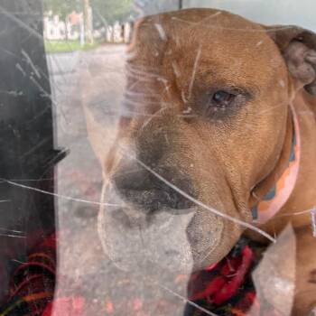 Wyatt -  Mixed Breed Dog for Adoption in Philadelphia, Pennsylvania - Wyatt | PetCurious