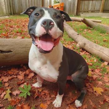 American Staffordshire Terrier Dogs Available for Adoption in Houston, Texas - Aster | PetCurious