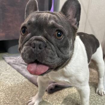 IVHS-Stray-143984 -  French Bulldog Dog for Adoption in San Gabriel, California - IVHS-Stray-143984 | PetCurious