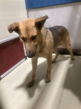 Dawson - URGENT -  German Shepherd Dog Dog for Adoption in Thousand Oaks, California - Dawson - URGENT | PetCurious