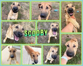 Scooby -  Hound Dog for Adoption in Universal City, Texas - Scooby | PetCurious