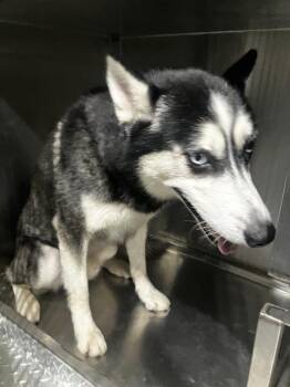 SLOWBRO -  Siberian Husky Dog for Adoption in Dallas, Texas - SLOWBRO | PetCurious